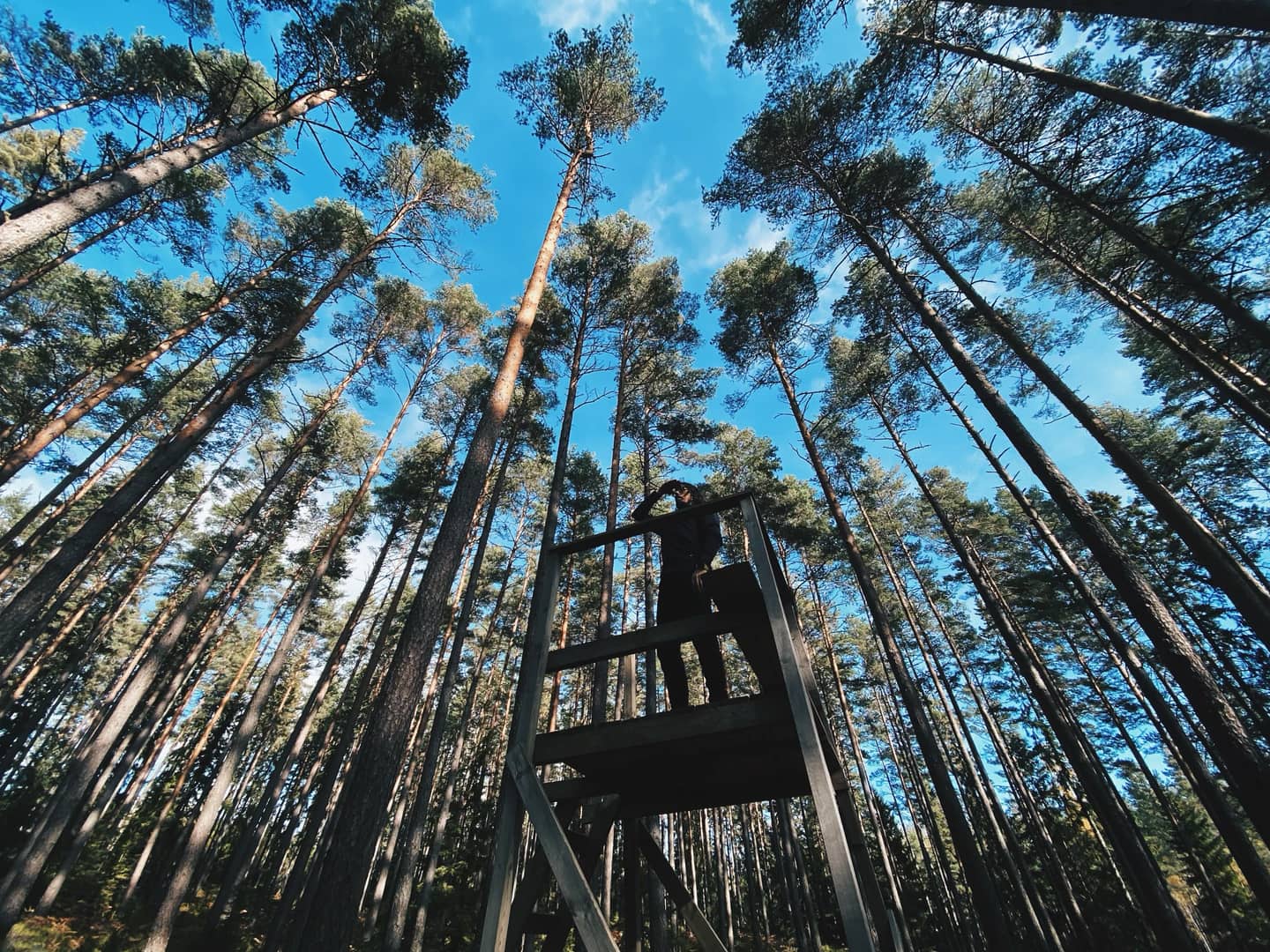 Man up on a hunting tower looking out over the forest. Pine trees grow tall around him.