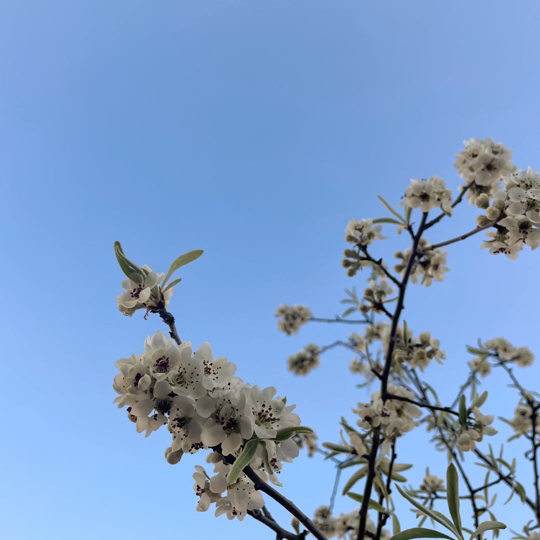 White flowers on a young tree blooming against a light blue sky. 