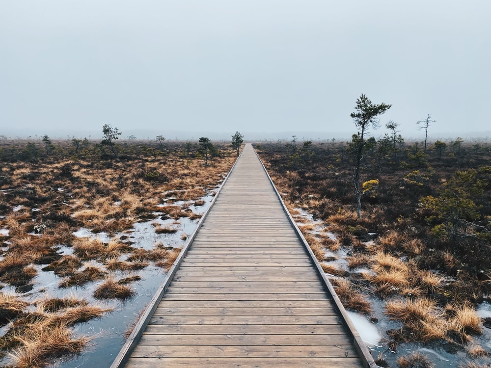 A foggy winter day, a deserted planked trail goes of into the wetlands.