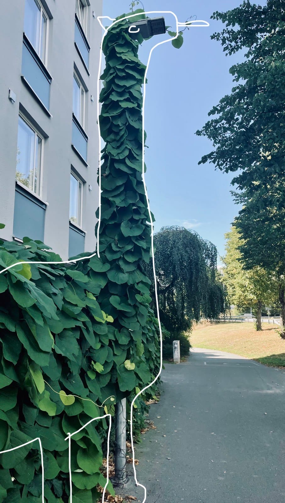 Photo of lamp post entirely wrapped by a climbing vine. With a bit of imagination, it looks like a giraffe or maybe a Brontosaurus. A 36-year-old – but it seems like a 6-year-old – has drawn something resembling a dinosaur on top of the photo.