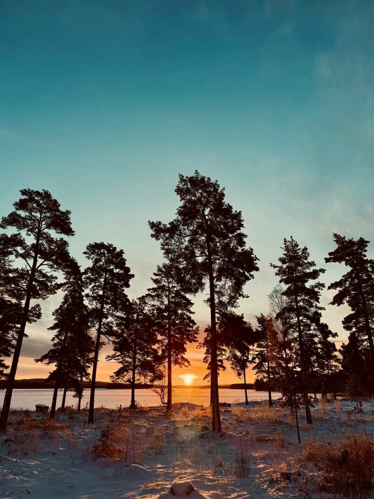 Sunrise view through the silhouette of pine trees, with golden light reflecting on a frozen lake and snow-covered ground.