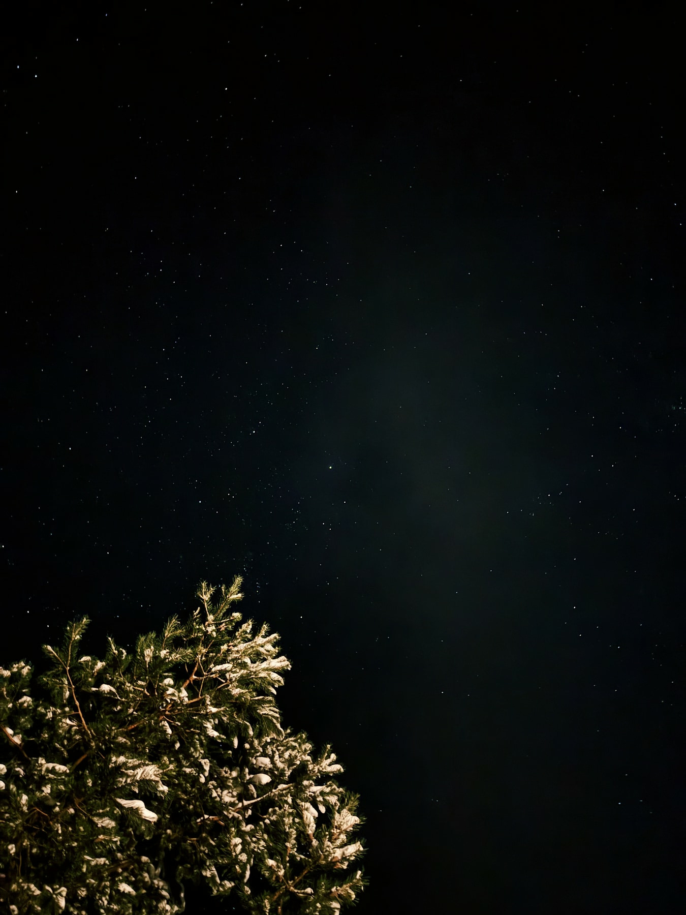 Star-filled night sky with a snow-covered evergreen tree in the foreground.